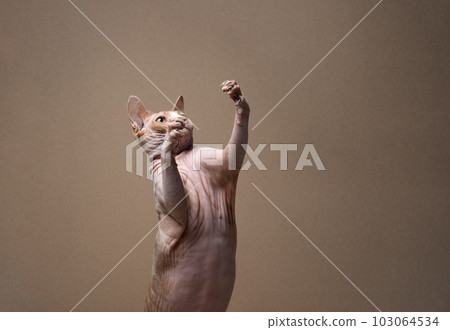 playful sphynx cat rearing up raising paws playful sphynx cat rearing up raising paws 103064534