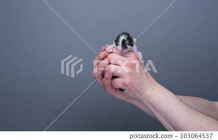 Human hands holding a small newborn white and black kitten 103064537