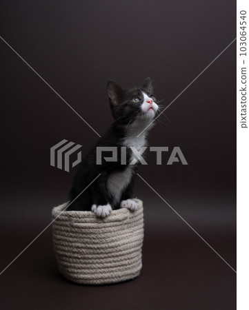 Black and white cat coming out of her small warm basket. Studio photography. 103064540