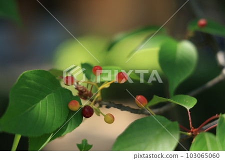 Breath of fresh green Breath of fresh green 103065060