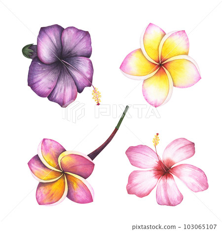 Set Plumeria and hibiscus flower isolated on white. Watercolor hand drawn frangipani botanical illustration for design 103065107
