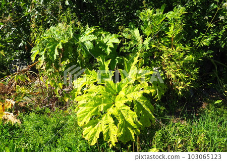 Hogweed, Cow Parsnip, Heracleum sphodylium. One of our favourite wild foods with three edible crops but because of the phototoxicity of Giant Hogweed, Heracleum mantegazzianum, you can be wary of it 103065123