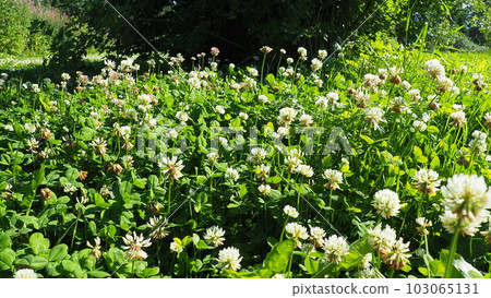 Trifolium repens, white clover, a herbaceous perennial plant in the bean family Fabaceae known as Leguminosae. Herbaceous, perennial plant. It is low growing, with heads of whitish flowers. Karelia 103065131