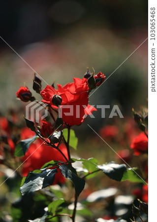 美麗盛開的玫瑰的風景 103065468