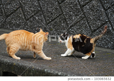 土貓家族花花貓姐姐和茶虎弟弟互相追逐 103065632