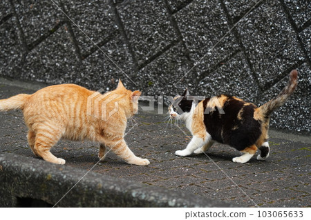 土貓家族花花貓姐姐和茶虎弟弟互相追逐 103065633