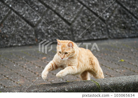土貓家族花花貓姐姐和茶虎弟弟互相追逐 103065634
