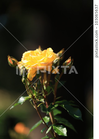 Landscape of beautifully blooming ros 103065637