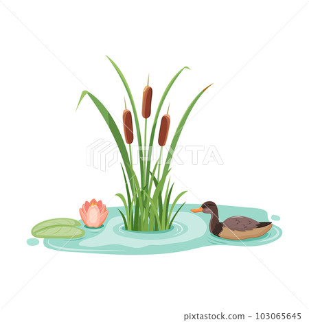 Wild mallard duck in reeds with water lilies. Vector illustration of lake cattail with lotus. 103065645