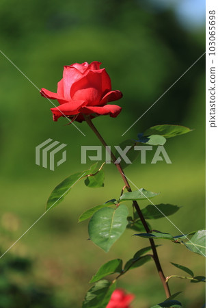 美麗盛開的玫瑰的風景 103065698