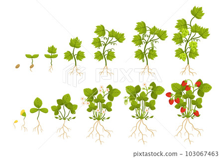 Strawberry and Grapes Growing Timeline That Includes Seed Planting, Germination, Seedling Stage, Flowering, Pollination 103067463