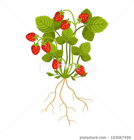 Ripe Strawberry Isolated on White Background. Fragrant, Red, Juicy Berries Grow On Sprawling Green Runners Ripe Strawberry Isolated on White Background. Fragrant, Red, Juicy Berries Grow On Sprawling Green Runners 103067498