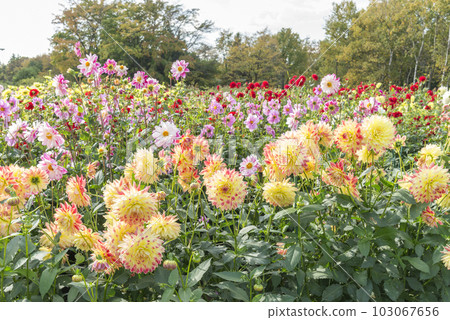 大麗花田 百合原公園 札幌 大麗花田 百合原公園 札幌 103067656