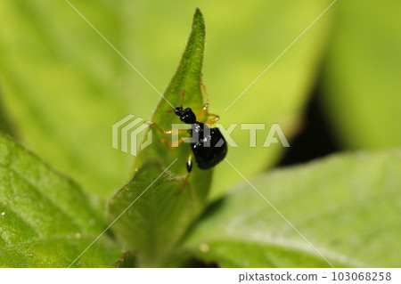 公主科布attelabidae 103068258