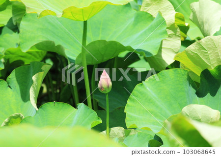 Beautiful buds of Oga lotus Beautiful buds of Oga lotus 103068645