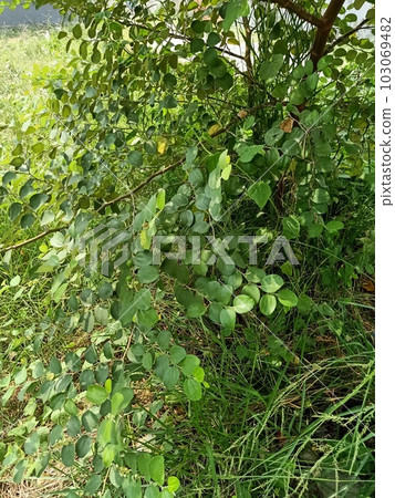 Close up of indian jujube plant Close up of indian jujube plant 103069482