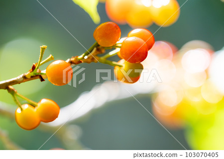 菜園裡初夏開始變紅的櫻桃 菜園裡初夏開始變紅的櫻桃 103070405