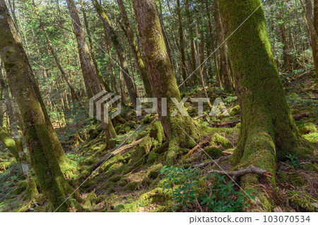 Aokigahara Sea of Trees at the foot of Mt.Fuji in the deep forest 103070534