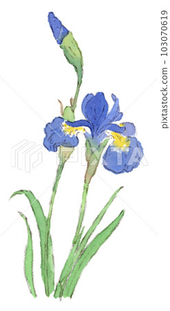 Early summer flower, watercolor illustration of beautiful blue iris (iris) Early summer flower, watercolor illustration of beautiful blue iris (iris) 103070619