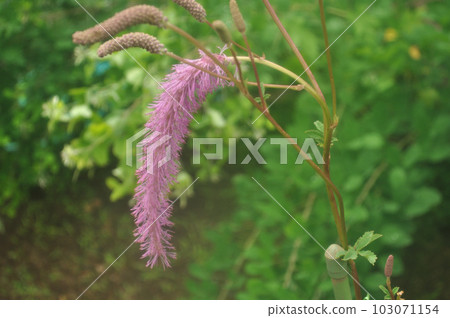 夏花：蒲草 從夏天到秋天，粉紅色的穗狀花序從頂端到基部盛開。 103071154