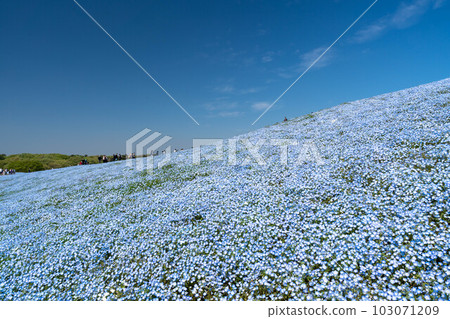 Beautiful scenery of blue sky and nemophila 103071209