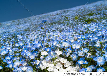 Beautiful scenery of blue sky and nemophila 103071234