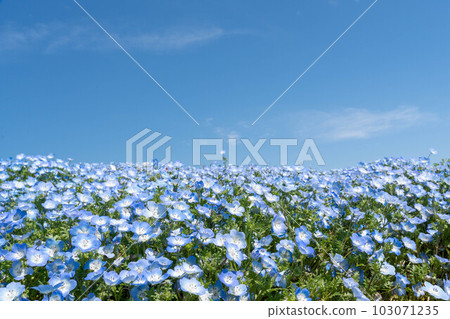 Beautiful scenery of blue sky and nemophila Beautiful scenery of blue sky and nemophila 103071235