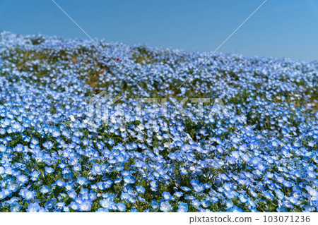 Beautiful scenery of blue sky and nemophila 103071236