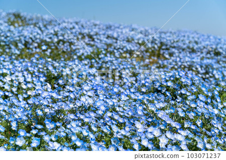 Beautiful scenery of blue sky and nemophila 103071237