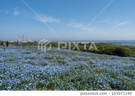 Beautiful scenery of blue sky and nemophila 103071240