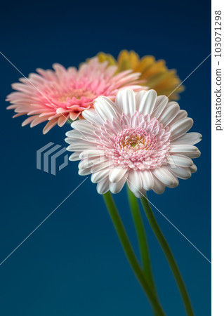 Gerbera flower macro image Gerbera flower macro image 103071298