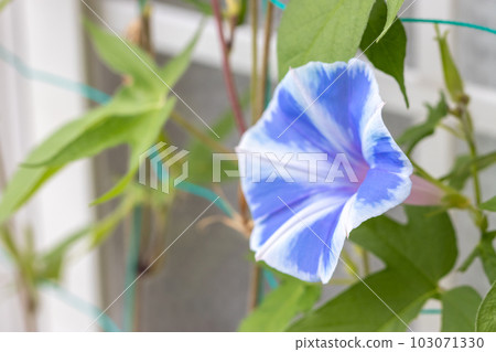 牽牛花花夏天形象 103071330