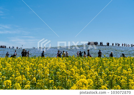 Scenery of nemophila and rape blossoms 103072870