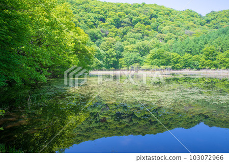 大峰沼 Floating Island Mizukagami 清新的綠色風景 水上町 103072966