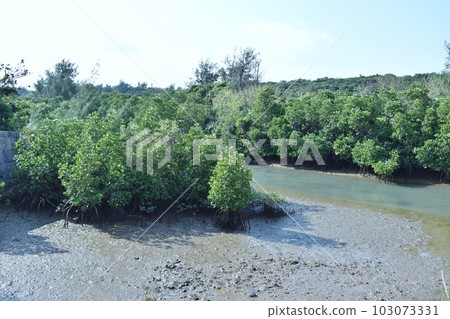 宮古島島尻的紅樹林是多種生物的棲息地 宮古島島尻的紅樹林是多種生物的棲息地 103073331