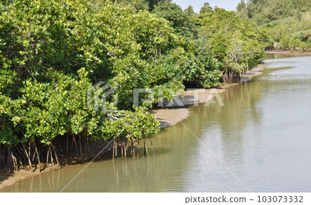 The mangrove forests of Shimajiri, Miyakojima are habitats for diverse creatures The mangrove forests of Shimajiri, Miyakojima are habitats for diverse creatures 103073332