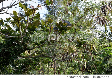 宮古島島尻的紅樹林是多種生物的棲息地 103073333