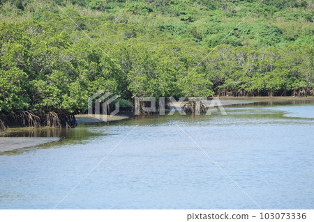 宮古島島尻的紅樹林是多種生物的棲息地 103073336