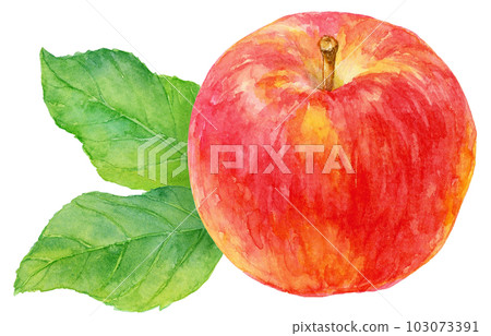 Illustration of an apple drawn with watercolor Two apple leaves in the background Illustration of an apple drawn with watercolor Two apple leaves in the background 103073391