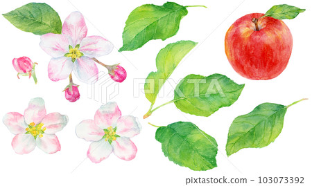Illustration of apple leaves and flowers drawn in watercolor material collection 103073392