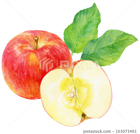 Illustration of an apple drawn in watercolor, a fruit cut in half and a whole fruit, an apple leaf 103073401