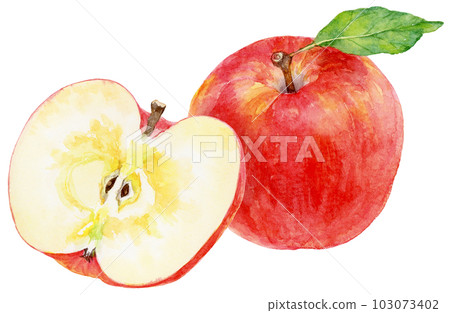 水彩畫蘋果的插圖,水果切成兩半,整個水果 水彩畫蘋果的插圖,水果切成兩半,整個水果 103073402