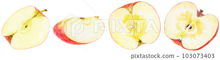 Illustration of various cut apples painted by watercolor 103073403