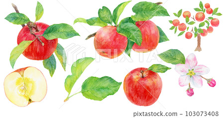 水彩畫的各種蘋果、樹枝、樹木和花朵的插圖素材集 103073408