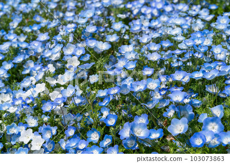 Brilliant Nemophila 103073863