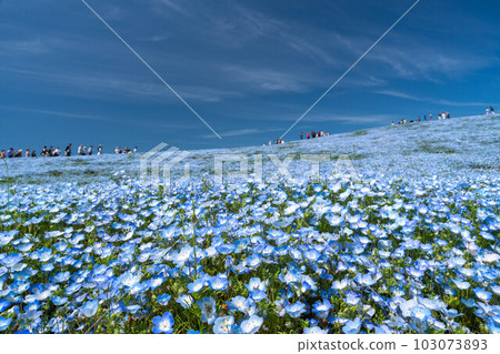 Beautiful scenery of blue sky and nemophila 103073893