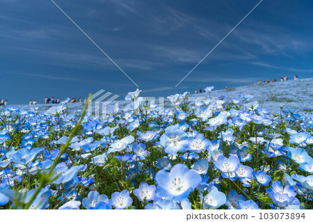 Beautiful scenery of blue sky and nemophila 103073894