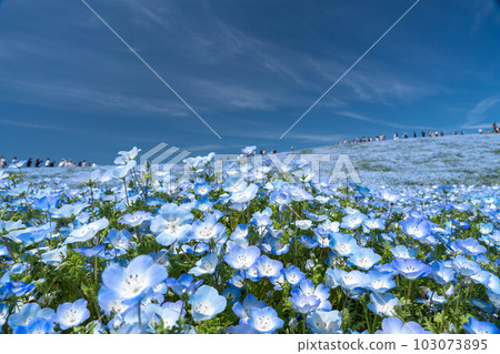 Beautiful scenery of blue sky and nemophila 103073895