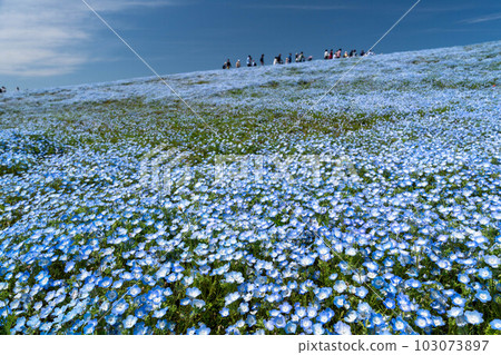 Beautiful scenery of blue sky and nemophila 103073897