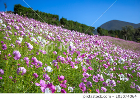 Cosmos field autumn image Cosmos field autumn image 103074064